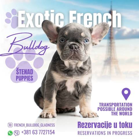 Francuski buldog, štenci egzotik boje